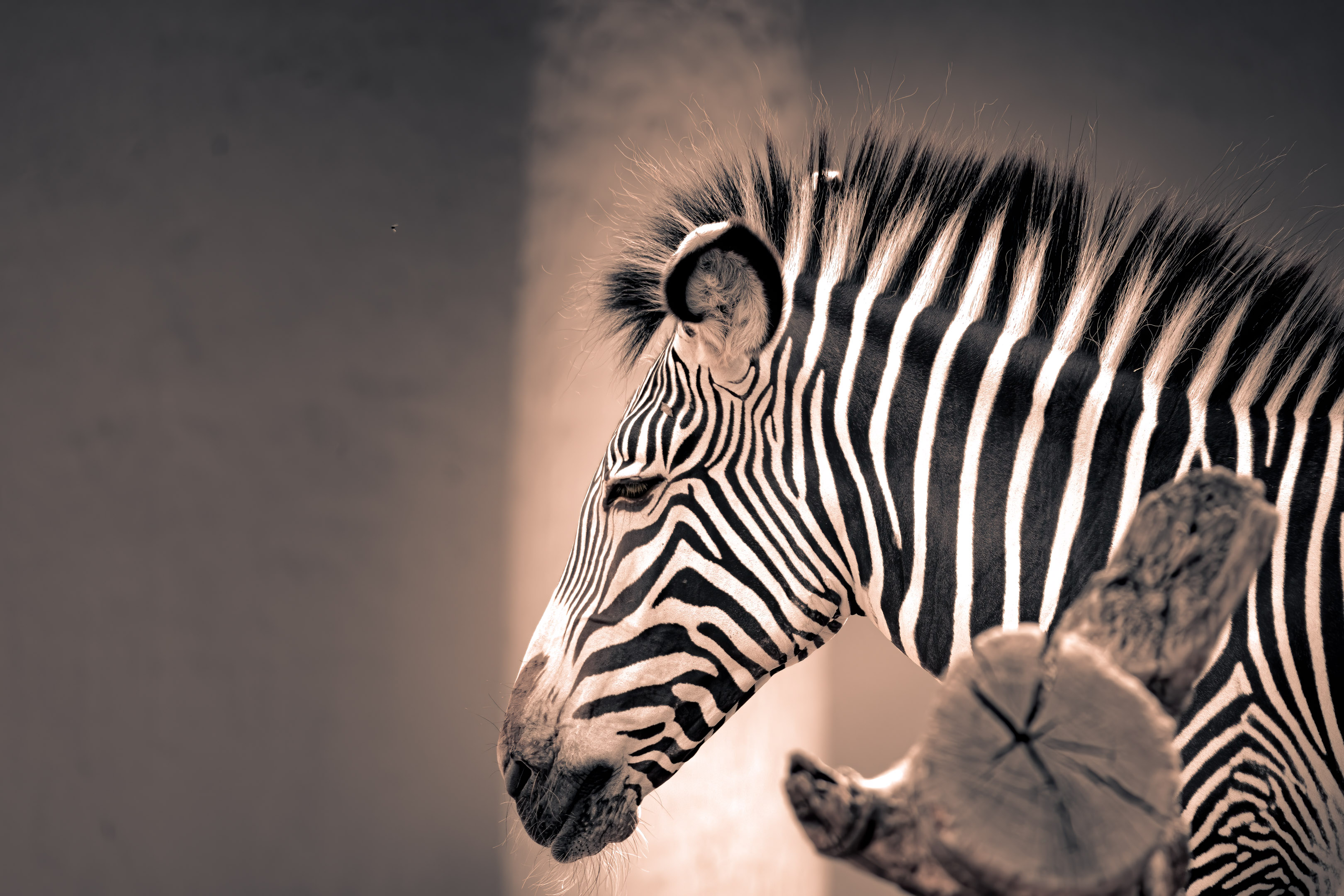 Grévy-Zebra