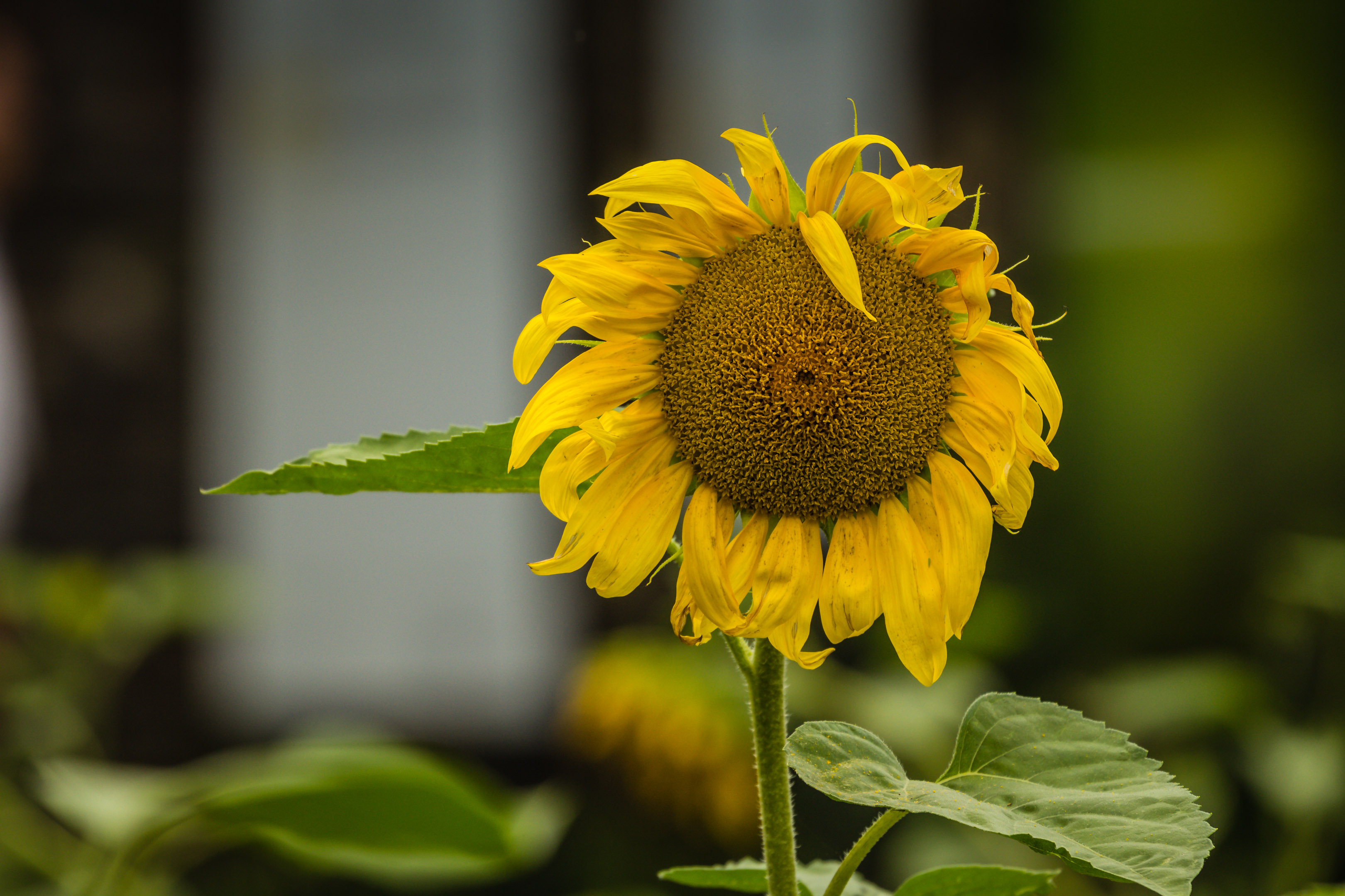 Sonnenblume zeigt den Weg vom 17.8.2014