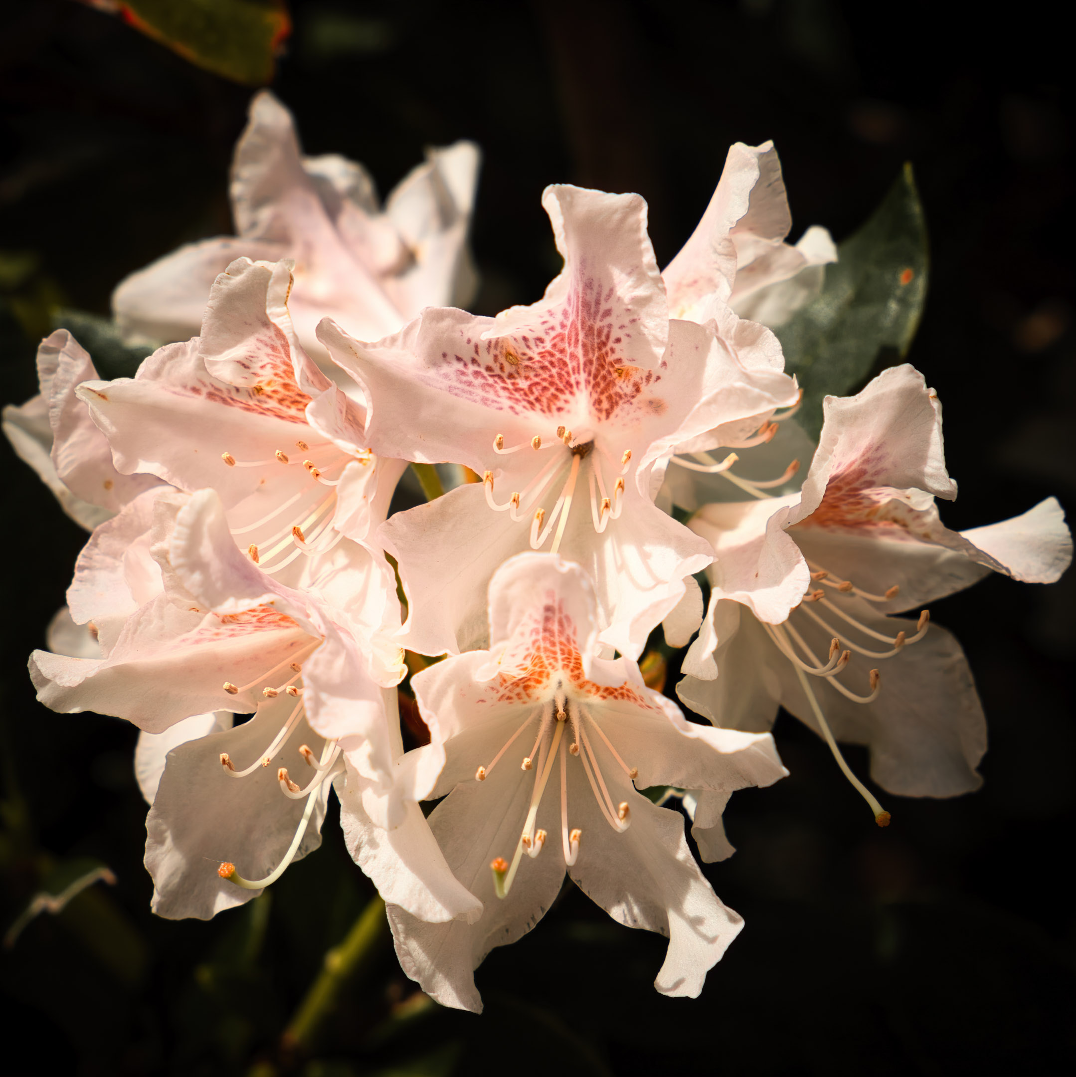 Rhododendren vom 3.5.2019