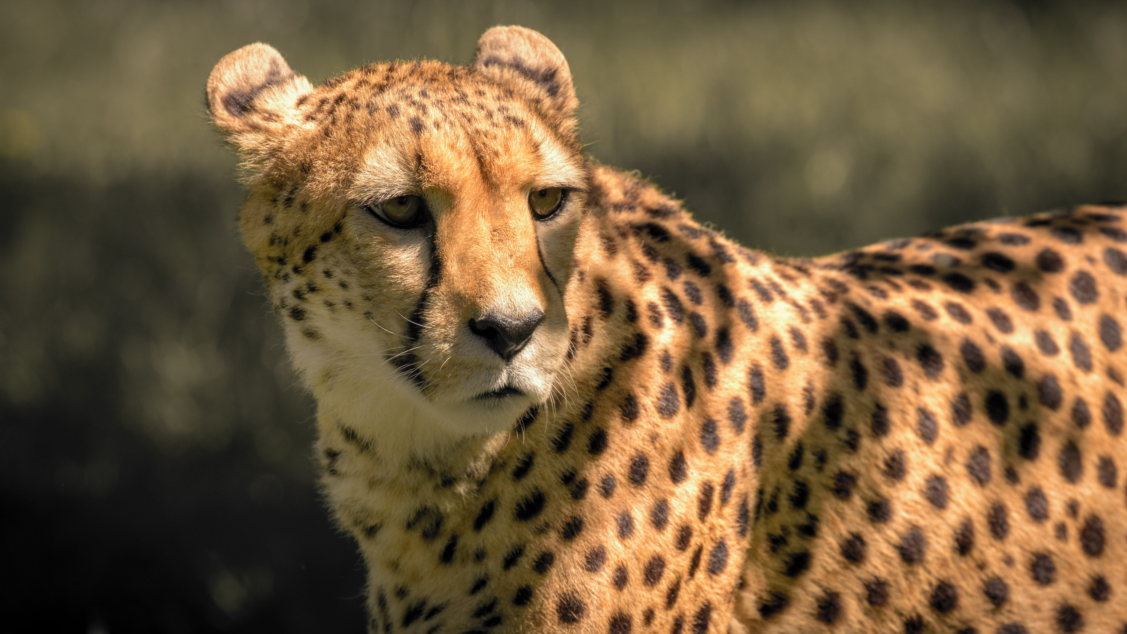 Gepard vom 6.5.2018