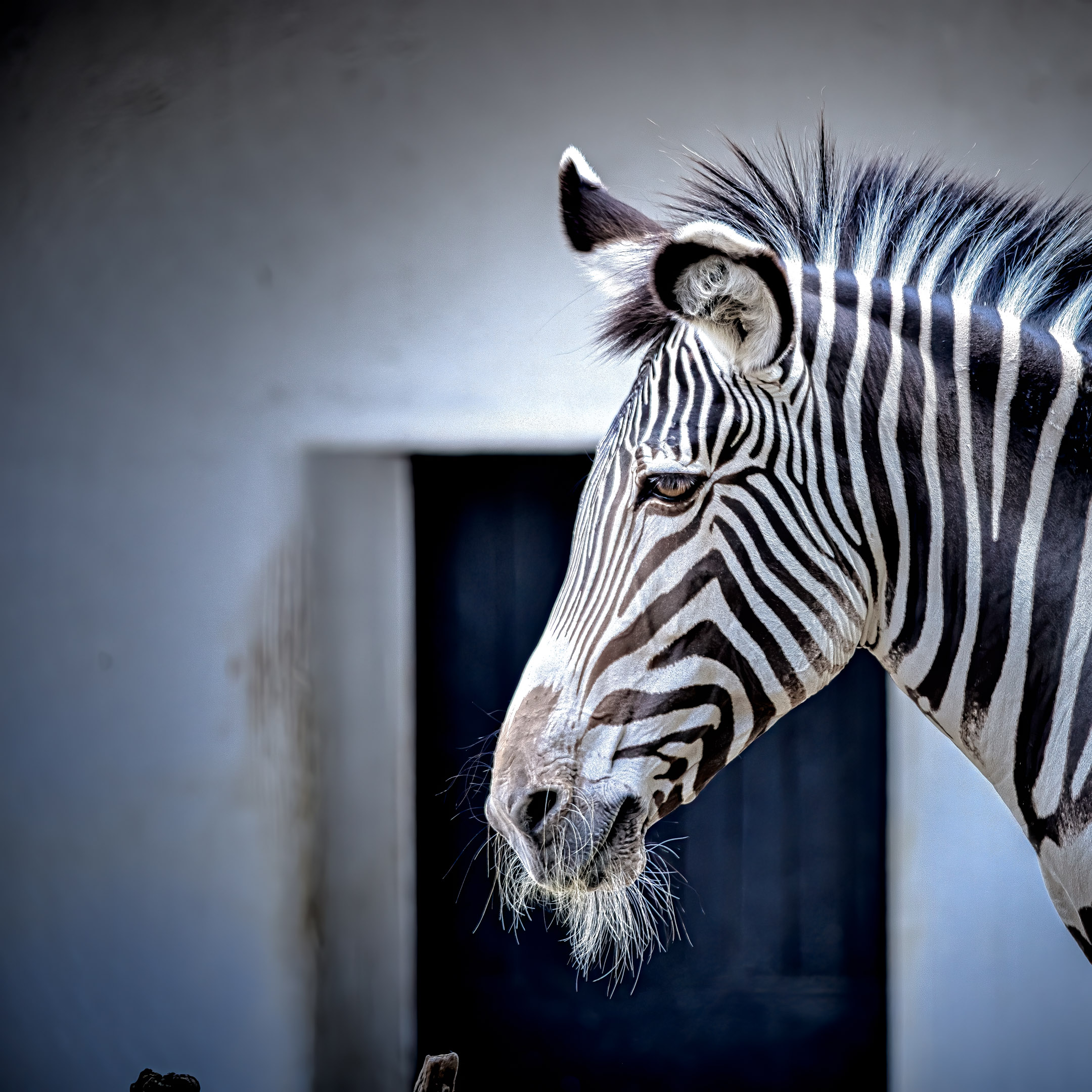 Grévy-Zebra vom 30.8.2019
