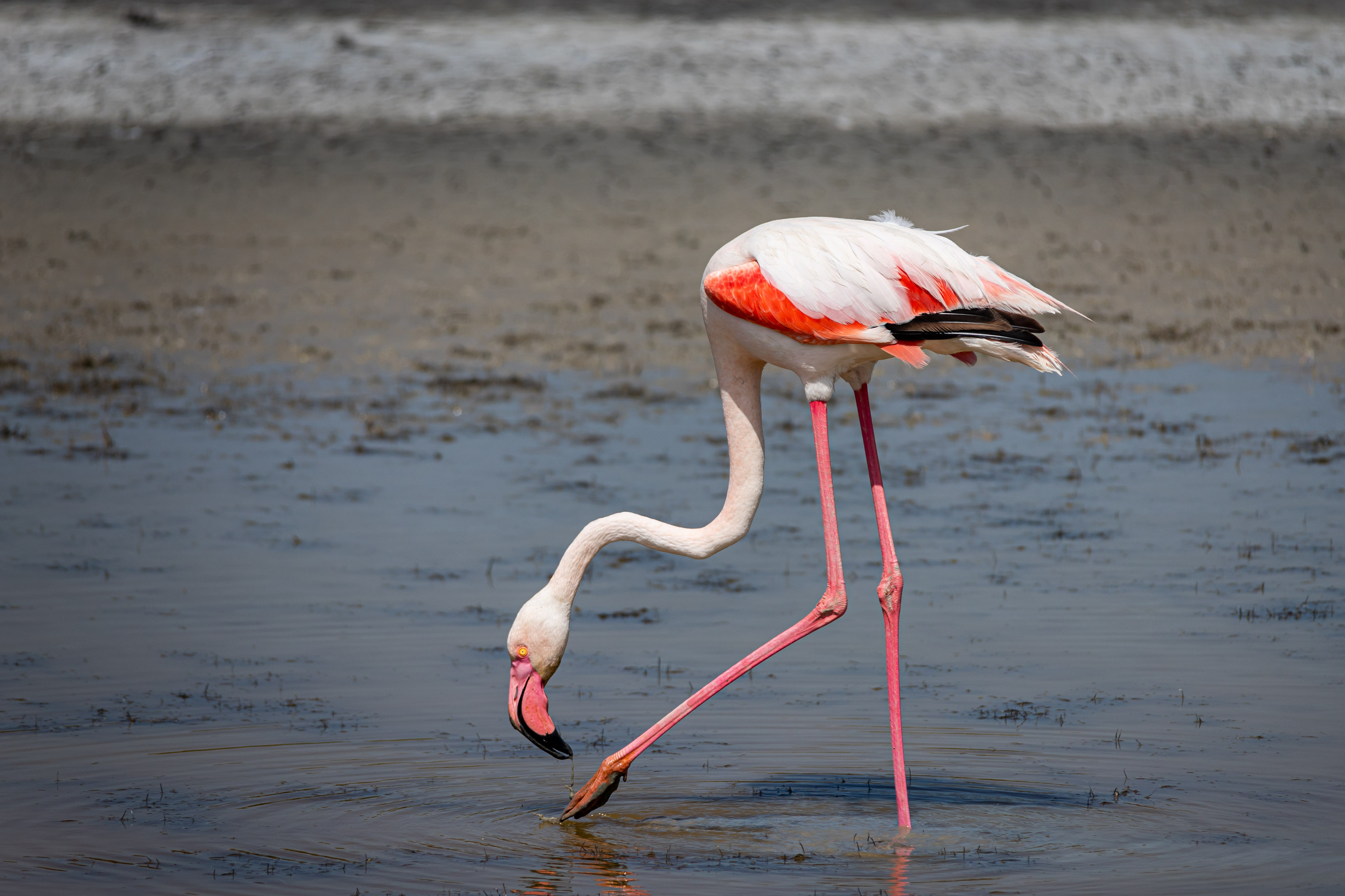 Freilebender Flaminge