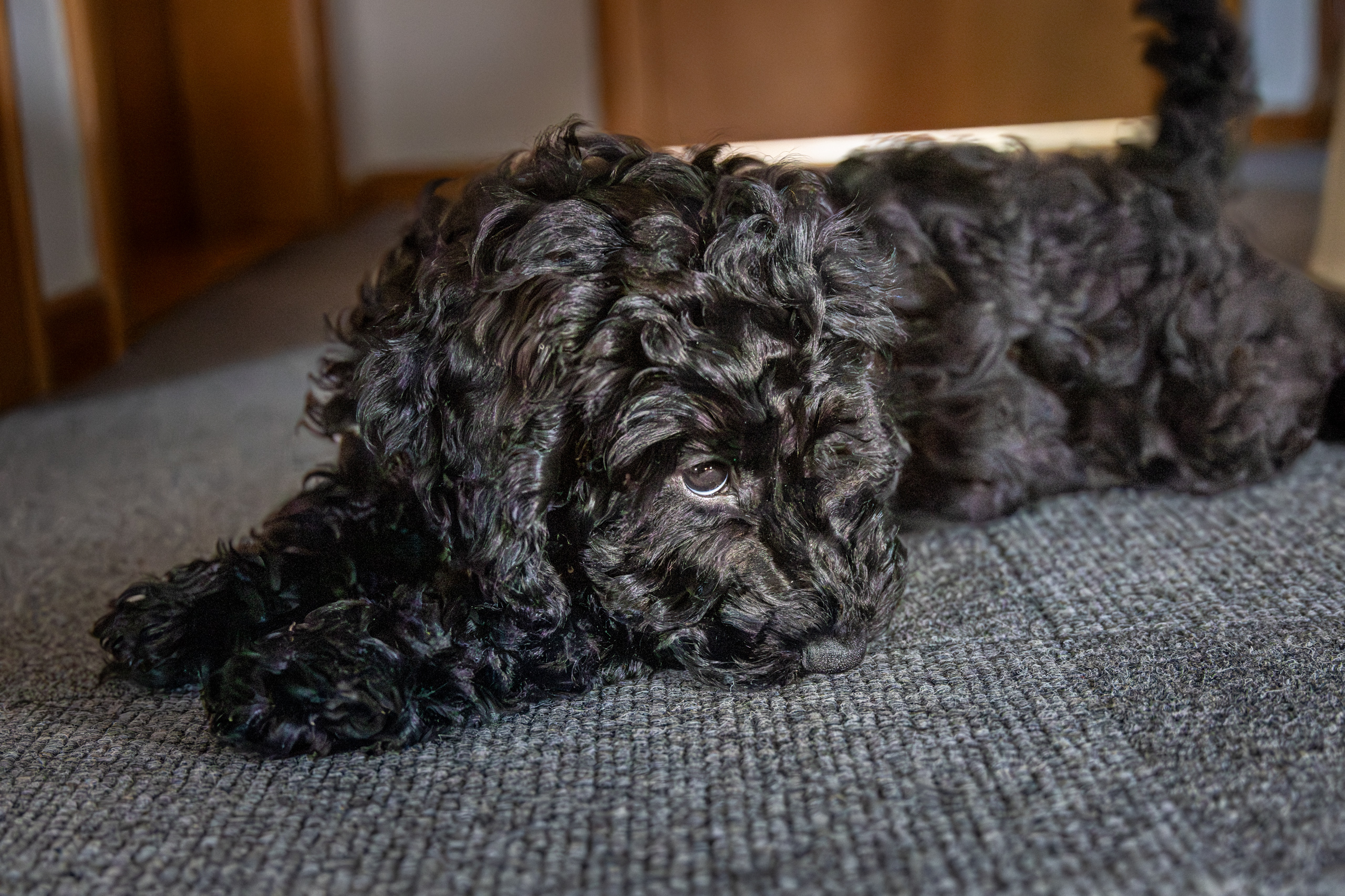 Dorle 13 Wochen alt.