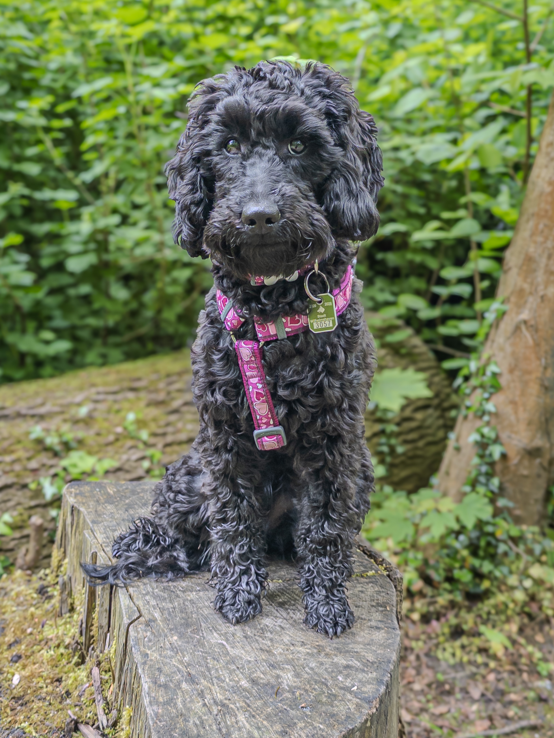 Dorle posing